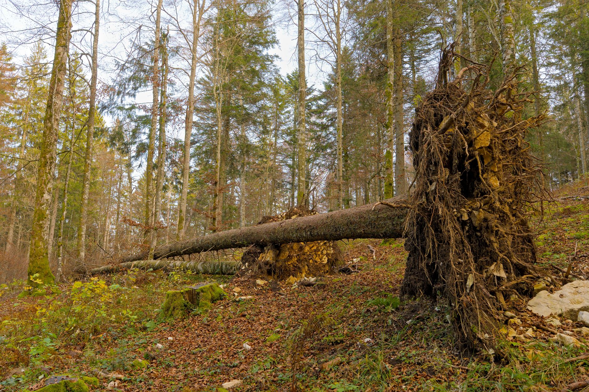 Enlèvement arbre urgence à Asnières-sur-Seine